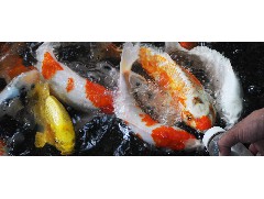 How to do without eating fish food